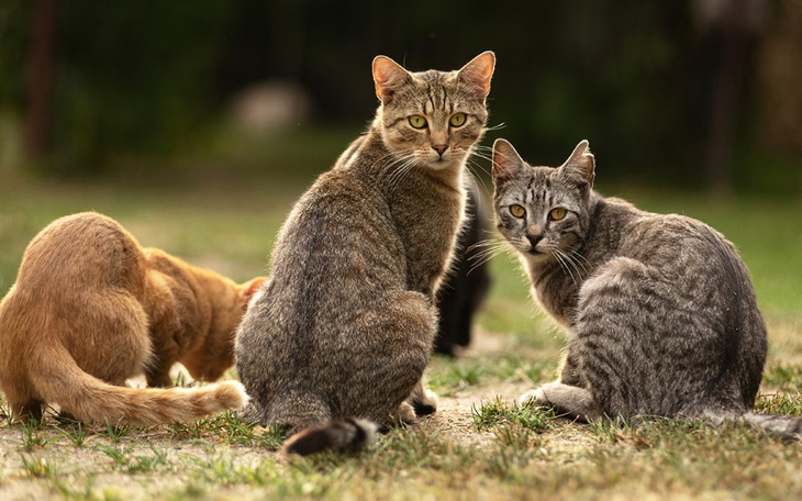 Zbiórka 13 pustych brzuszków - zdjęcie główne