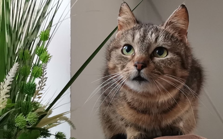 Zbiórka Na ratunek pięćdziesięciu kotów - zdjęcie główne