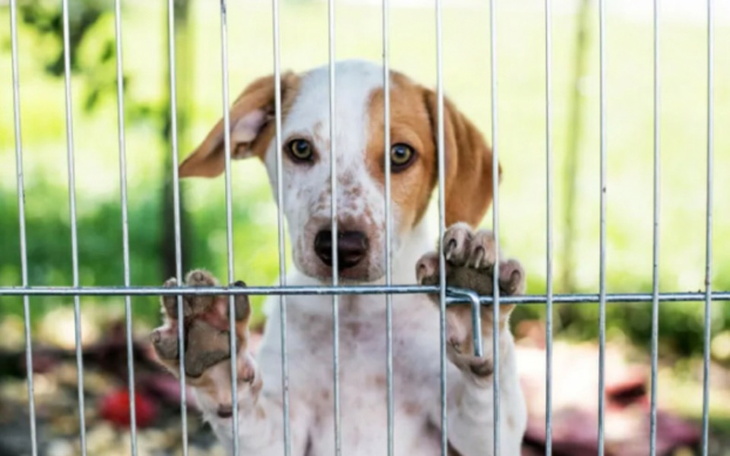 Zbiórka Pomoc zwierzakom z schroniska. - zdjęcie główne