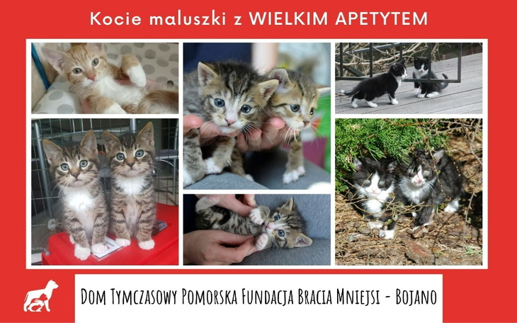 Zbiórka Karma dla maluszków z Bojana - zdjęcie główne