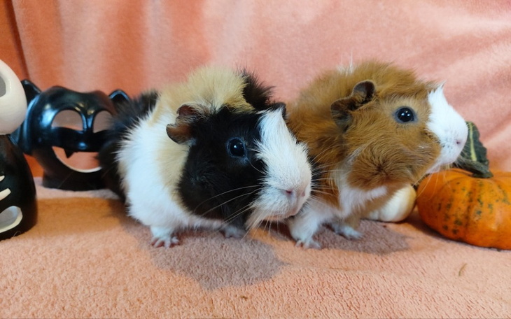 Zbiórka faktura wrzesień paździe Teodora - zdjęcie główne