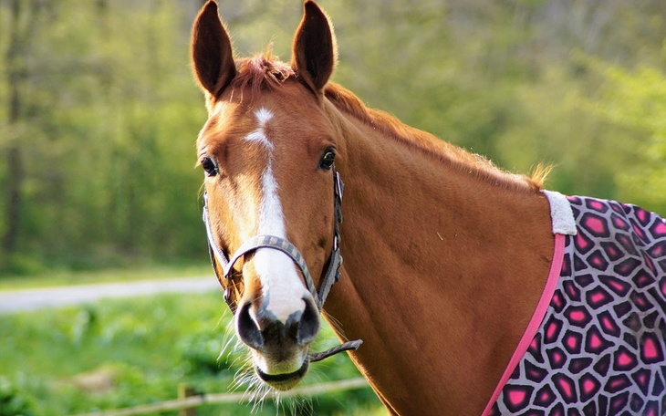 Zbiórka Zbieram na konia.... - zdjęcie główne