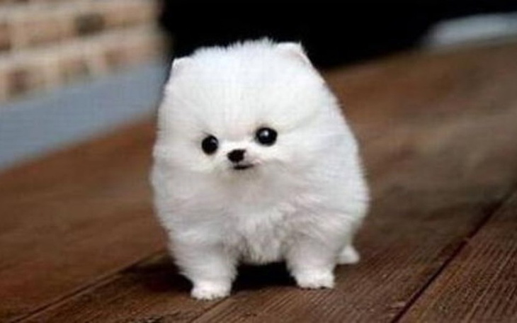 Zbiórka Pomoc zwierzętą - zdjęcie główne