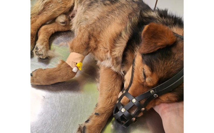 Pies na stole weterynaryjnym, z opatrunkiem na łapie.