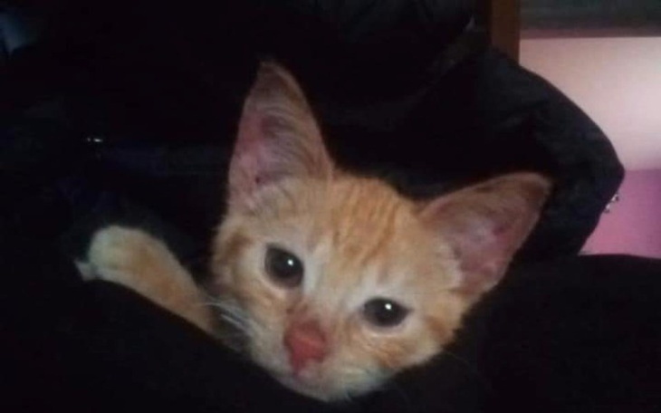 Zbiórka Paka dla zwierzaka. - zdjęcie główne