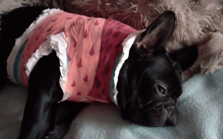 Zbiórka Leczenie Franciszka - zdjęcie główne