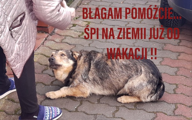 Zbiórka Zabrany z ulicy po kilku mies. - zdjęcie główne