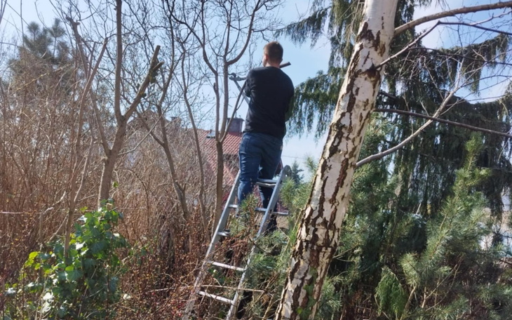 Mężczyzna na drabinie przycinający gałęzie drzew w ogrodzie.