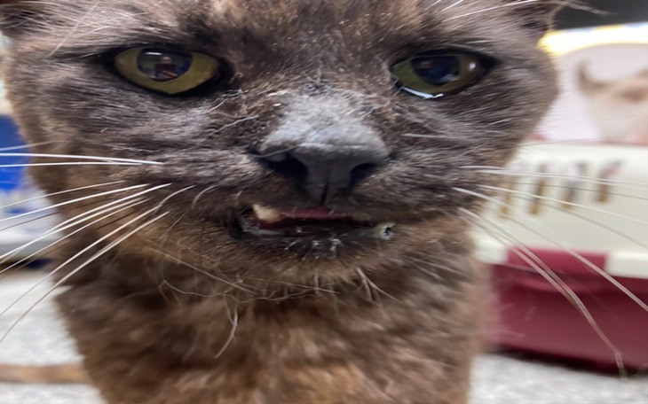 Zbiórka Pomoc na leczenie kota Dymka - zdjęcie główne