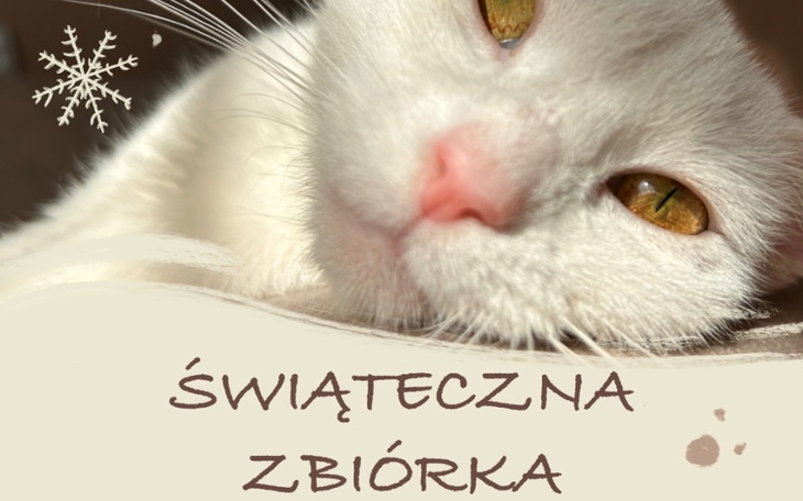 Zbiórka Święta dla kotków - zdjęcie główne