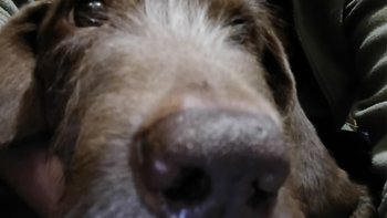 Zbiórka Serce dla Precla - miniaturka zdjęcia