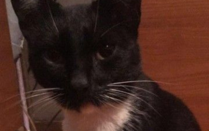 Zbiórka Na leczenie kotka Filipa - zdjęcie główne