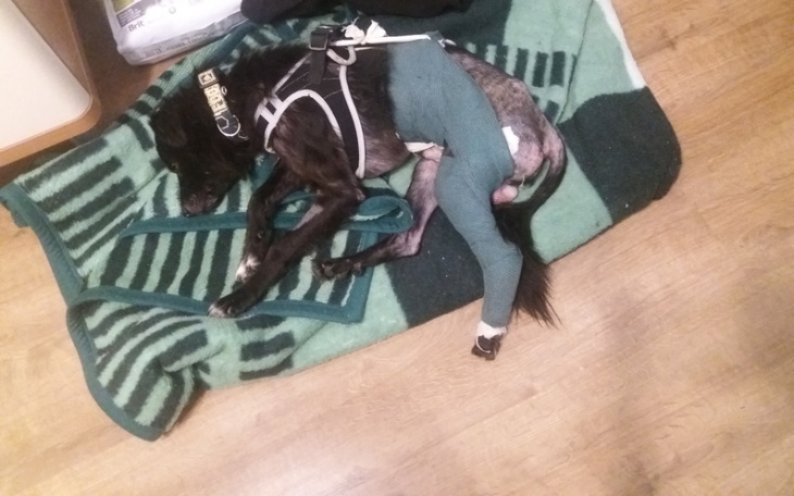 Zbiórka Na łapkę Czarusia - zdjęcie główne