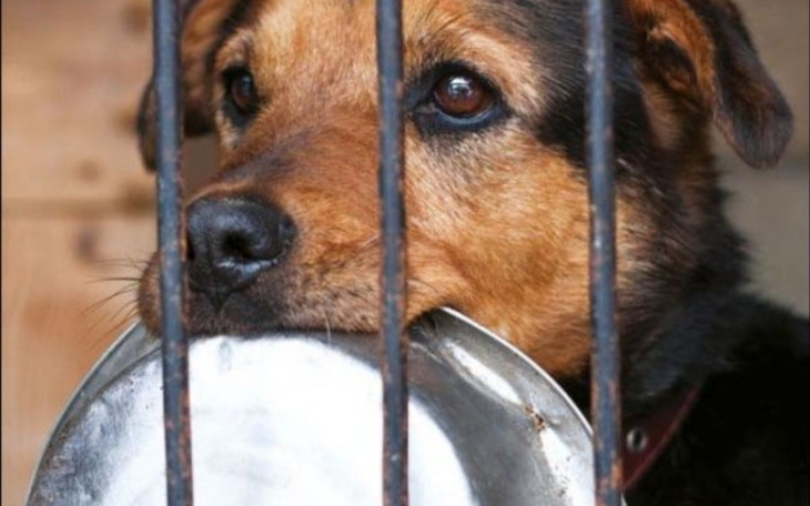 Zbiórka Pomóż pieskowi - zdjęcie główne