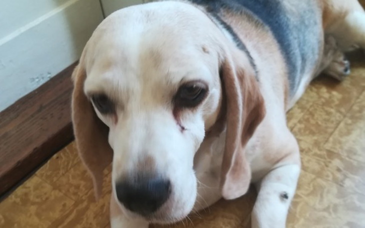 Zbiórka Tośka - guz listwy mlecznej - zdjęcie główne