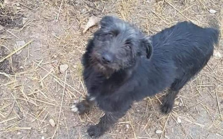 Zbiórka Schronisko w Iłży - zdjęcie główne