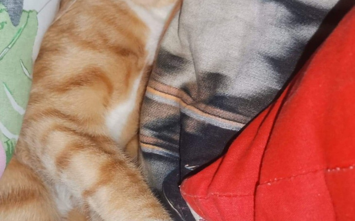 Zbiórka Leczenie 3 kotów z Grzybica - zdjęcie główne