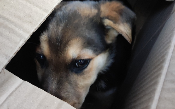 Piesek zaglądający przez otwór w kartonie.