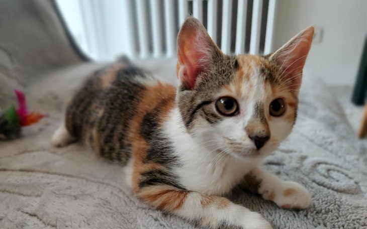 Zbiórka Kolorowa koteczka z wioski. - zdjęcie główne