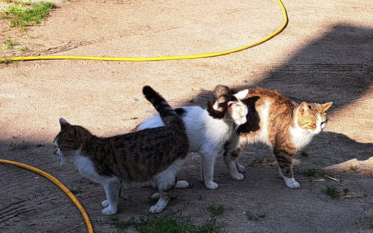 Zbiórka Na budki dla kotów. - zdjęcie główne