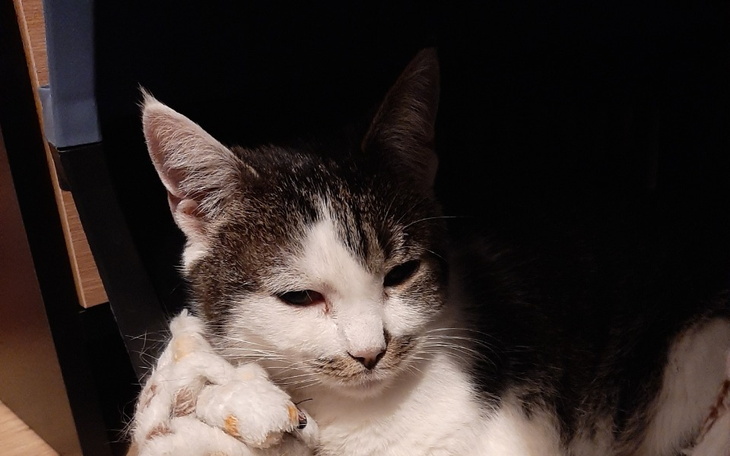 Kot odpoczywający w ciemnym miejscu, zrelaksowany.