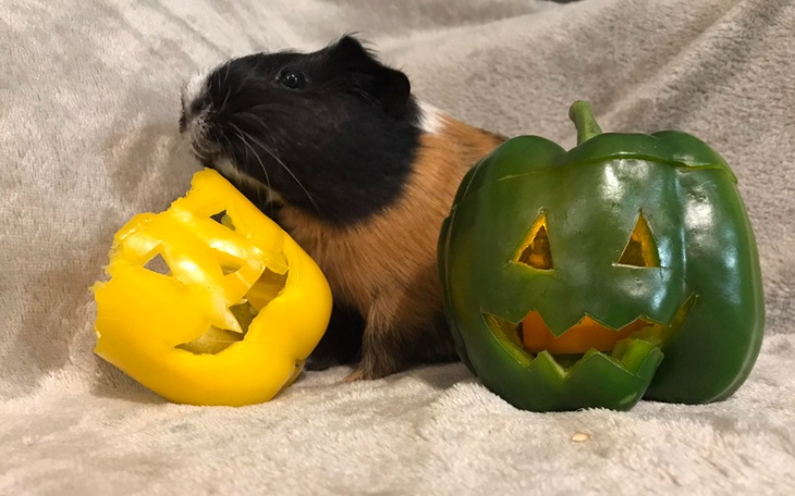 Zbiórka Smaczek albo psikus - zdjęcie główne