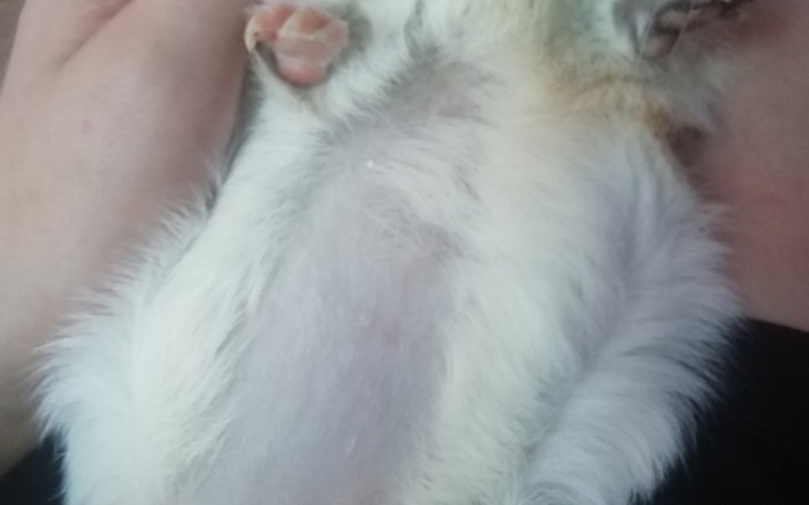 Zbiórka Zbiórka na leki dla świnek morsk - zdjęcie główne