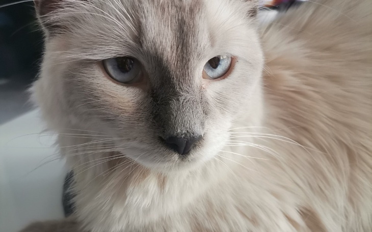 Zbiórka Pomóż mi uratować Romka - zdjęcie główne