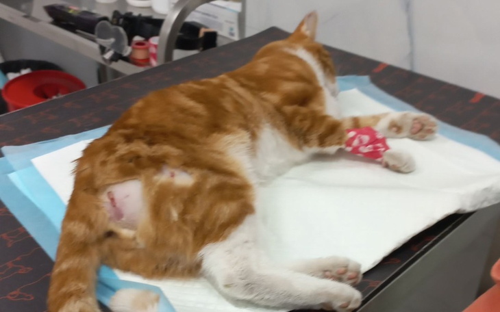 Zbiórka Pilna pomoc na operację kotka - zdjęcie główne