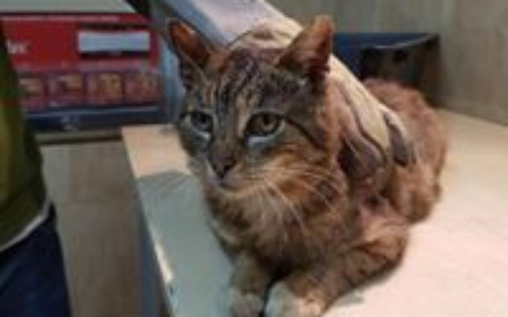 Zbiórka Pudzian walczy o nogę i życie. - zdjęcie główne