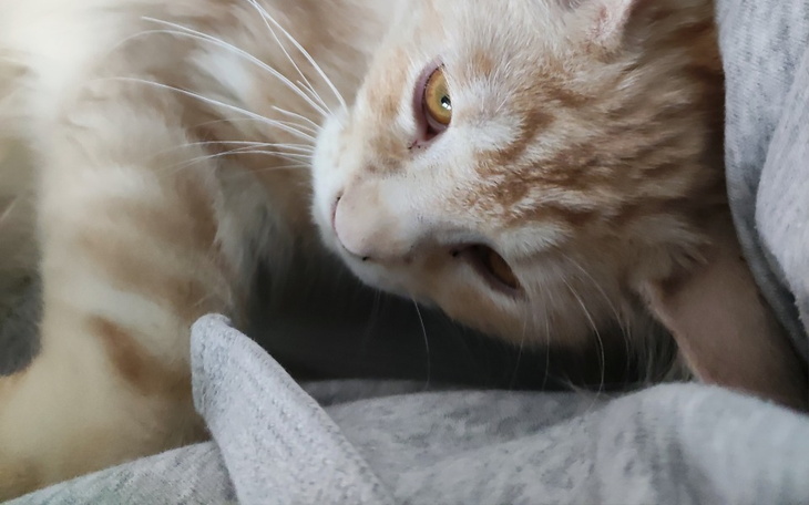 Zbiórka Leczenie Chestera - zdjęcie główne