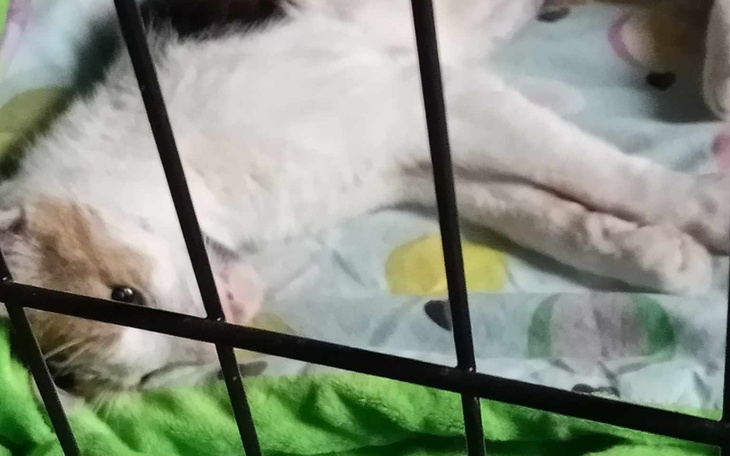 Zbiórka Szczepienia i sterylizacje kotów - zdjęcie główne