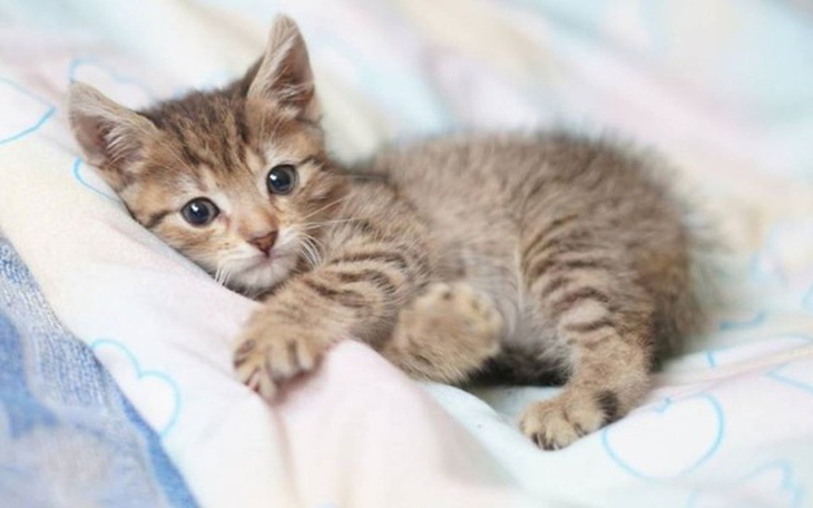 Zbiórka Wszystko uda się - zdjęcie główne