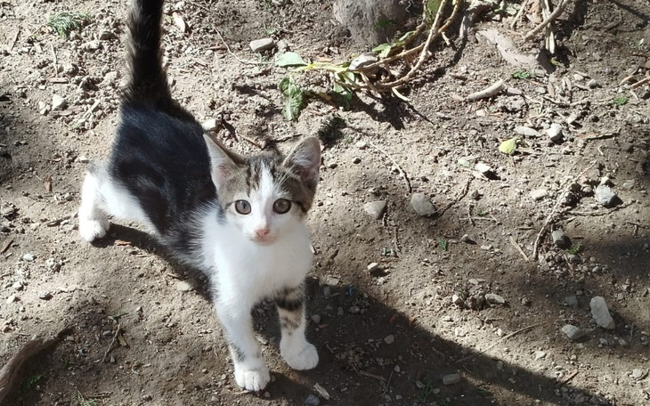 Zbiórka Pomoc dla kociaków z Zagórnika - zdjęcie główne