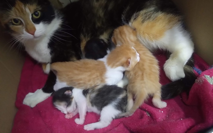 Zbiórka Sezon kociąt 2022 - zdjęcie główne