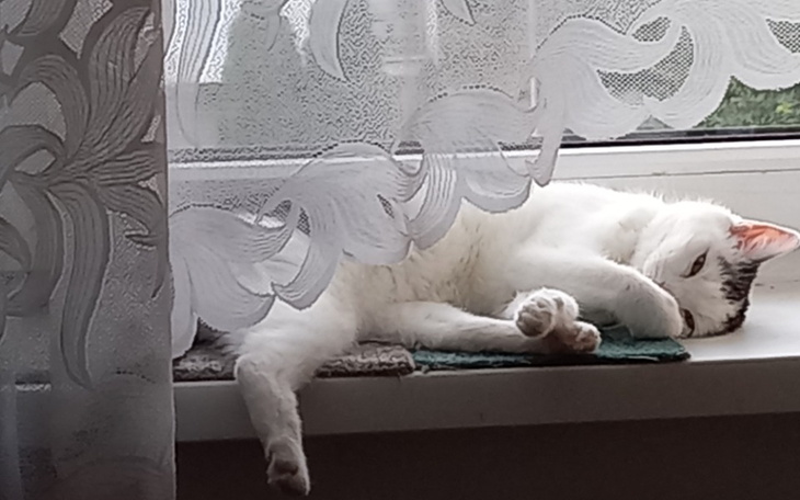 Zbiórka Operacja kitku - zdjęcie główne