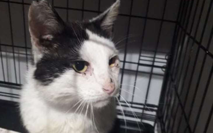 Zbiórka Ratowanie niechcianych zwierząt - zdjęcie główne