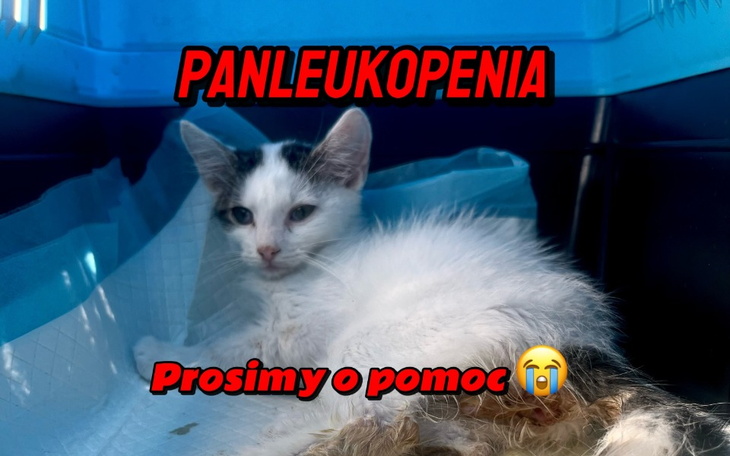 Zbiórka PANLEUKOPENIA chce ich zabić - zdjęcie główne