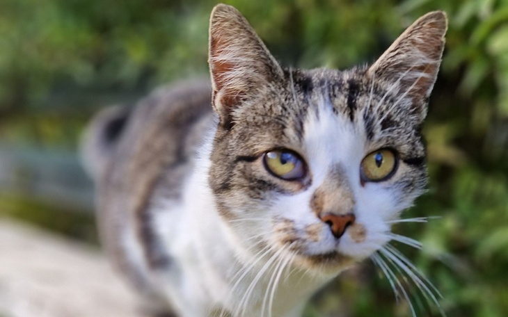Zbiórka Dla Kociulindów Kiciulindów - zdjęcie główne