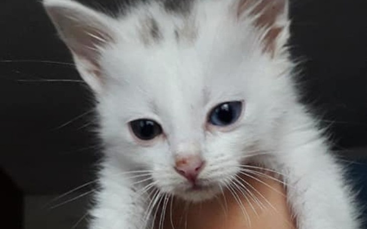 Zbiórka na spłate leczenia kociakow - zdjęcie główne