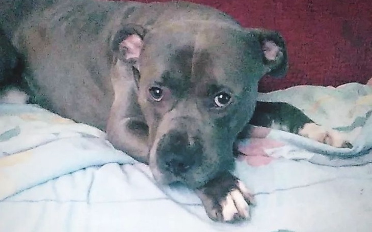 Zbiórka Pieniądze na odebranie psa - zdjęcie główne