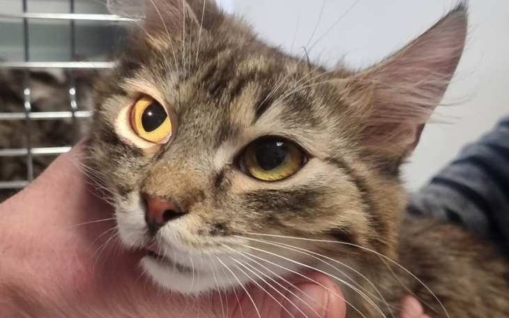 Zbiórka Prośba Alexa o pomoc. - zdjęcie główne