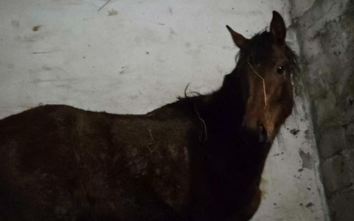 Ciemny koń stojący w stajni, patrzący w obiektyw.