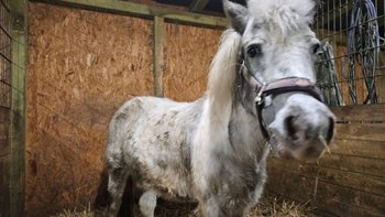 Zbiórka Marakuja prosi o wsparcie - miniaturka zdjęcia