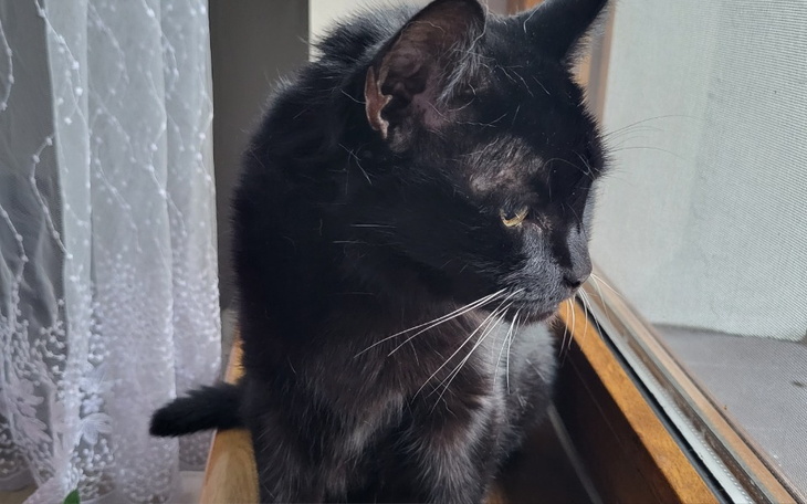 Zbiórka Diagnoza i leczenie kotki - zdjęcie główne