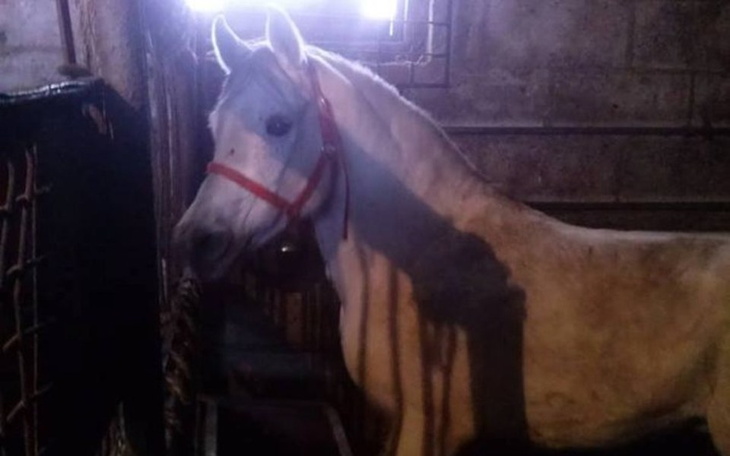 Zbiórka Uratujmy wspólnie siwego !!! - zdjęcie główne