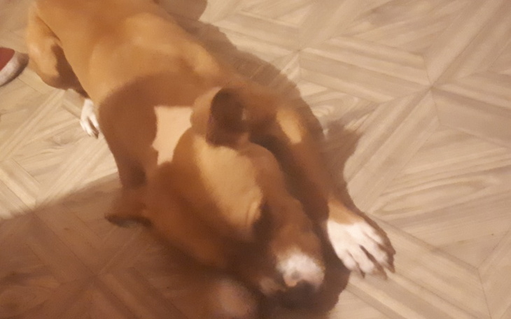 Zbiórka Schronisko dla zwierząt, pomagaj - zdjęcie główne