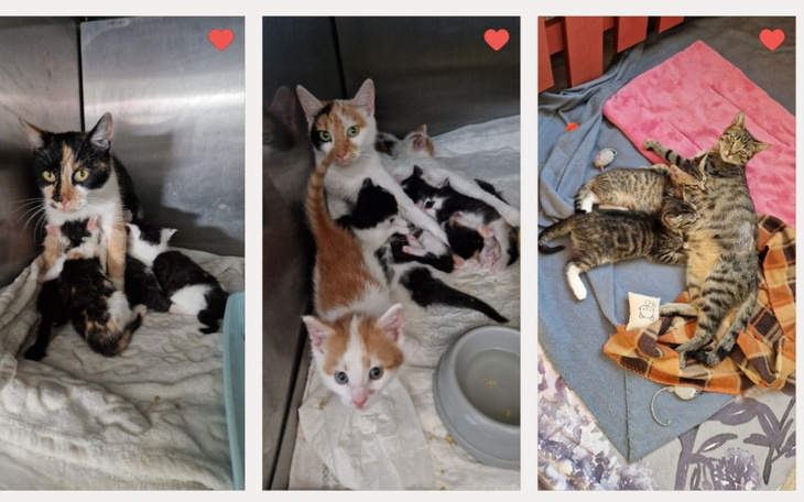 Trzy koty leżące razem w schronisku dla zwierząt.