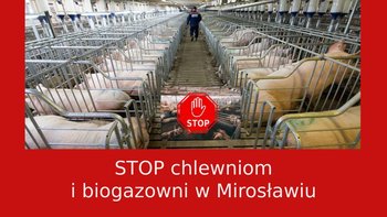 Zbiórka STOP chlewniom w Mirosławiu! - miniaturka zdjęcia