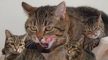 Zbiórka Gracja potrzebuje leczenia nerek - miniaturka zdjęcia